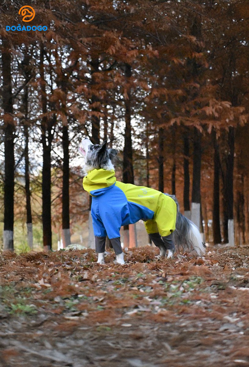 dogadogo2023's tweet image. So good-looking, you’ll forget it’s a raincoat.

Bright colors, bold in nature.
Full-coverage, seriously waterproof.
Built for real outdoor adventures — rain or shine.

#DGDG #DOGADOGO
#DogRaincoat #PetRaincoat
#OutdoorDog #PetFashion
#RainOrShine