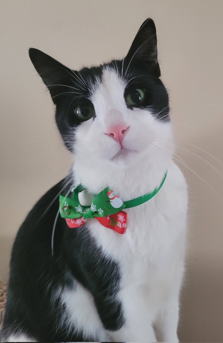 The_DerpyBruce tweet media