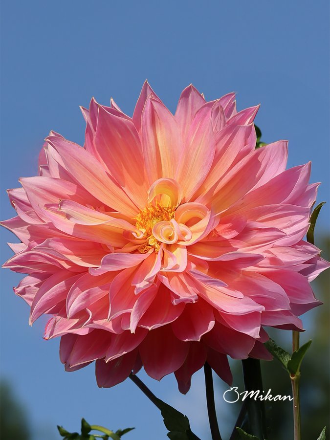 �\�[�V�����}�K�W���w�R�X���f�B�A�h�b�g�R��!!�x:�ŐV���𐏎��X�V��!!