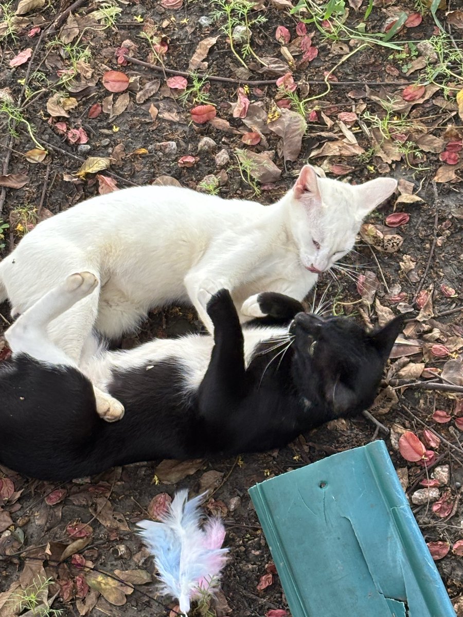 筹码🕊️ tweet media