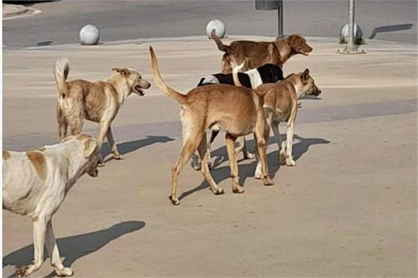 عاجل.. خلال ثلاثة أشهر.. الانتهاء من أزمة الكلاب الضالة في شوارع القاهرة 