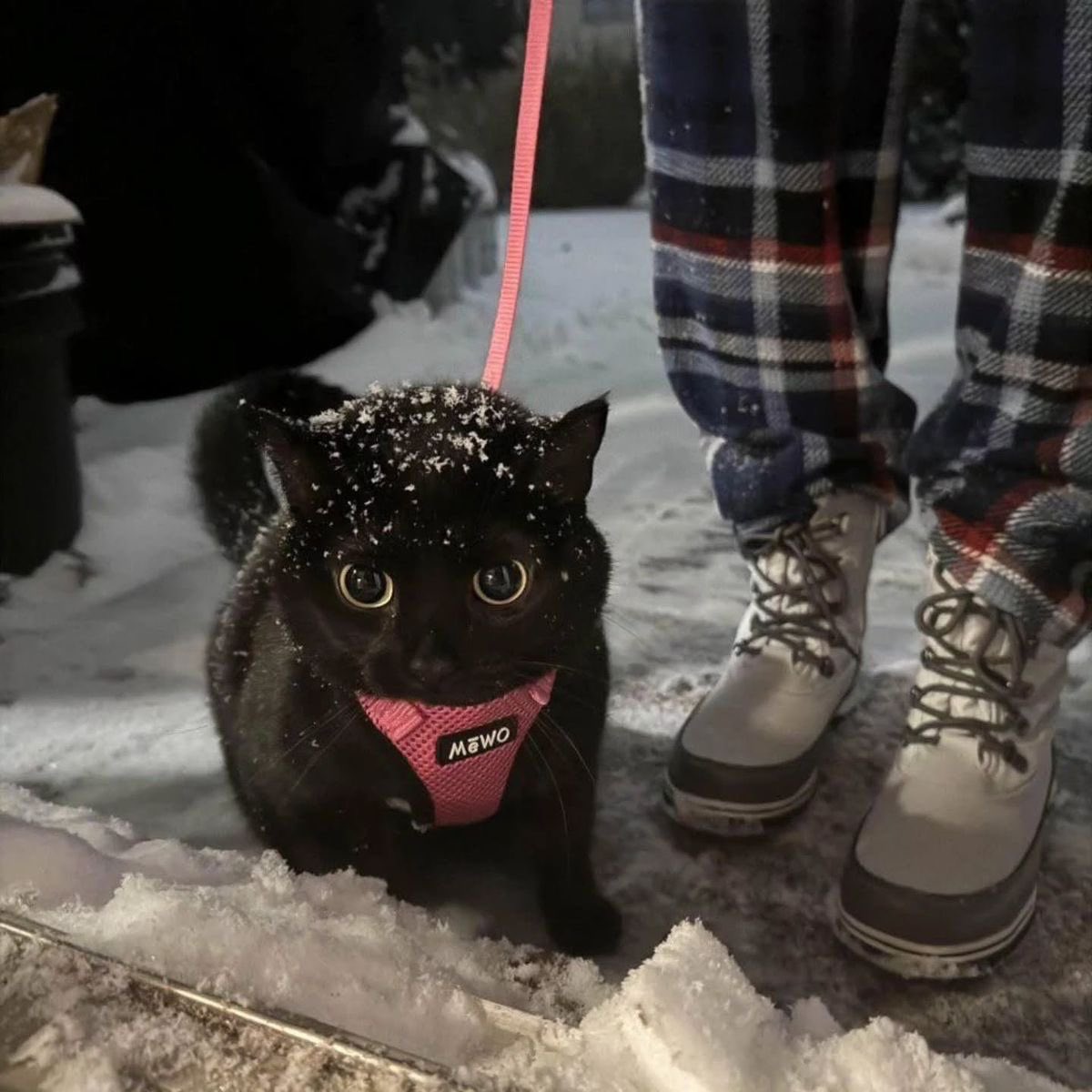 visualscat's tweet image. 