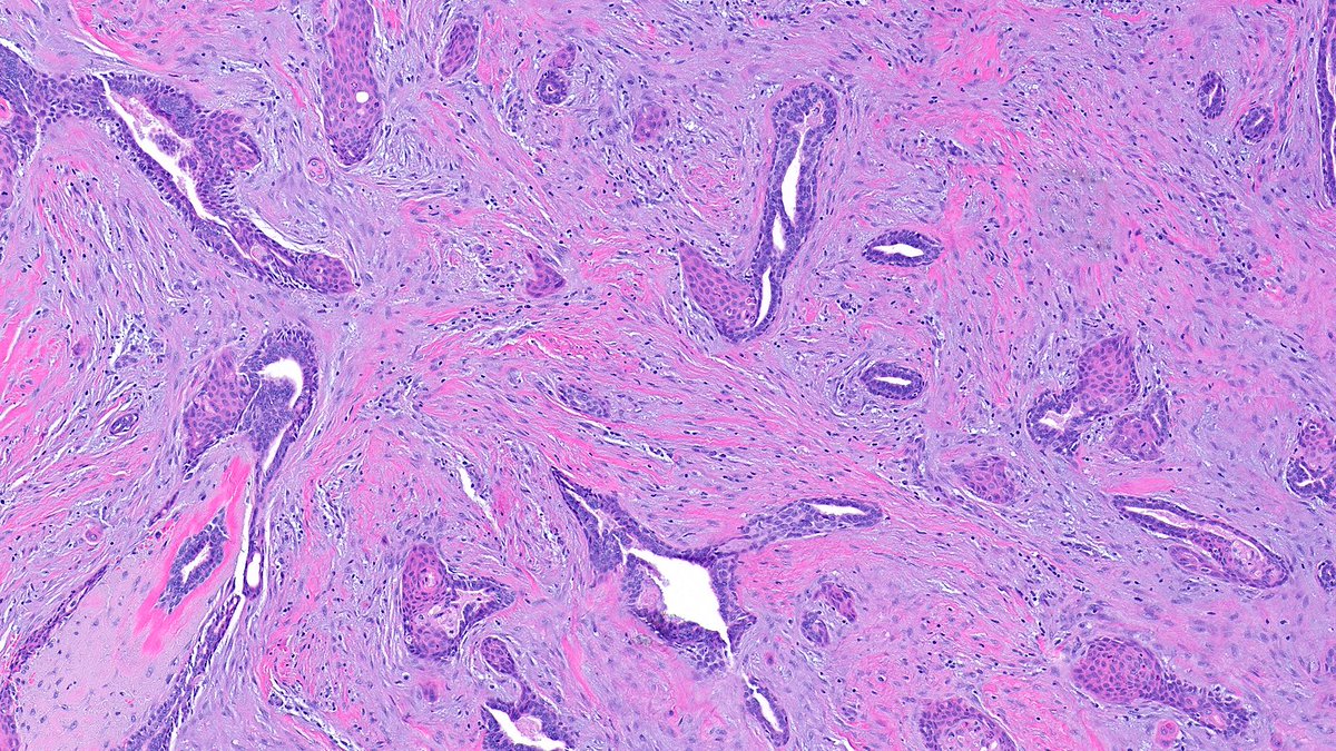 Raza Hoda MD tweet media