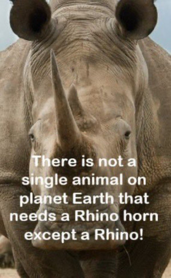 There is not a single animal on planet Earth that needs a Rhino horn except a Rhino.

🇨🇳🇹🇭🇭🇰🇻🇳🇰🇷 ~ Rhino horn is NOT medicine or an aphrodisiac. 🚫

#FakeMedicine‼️