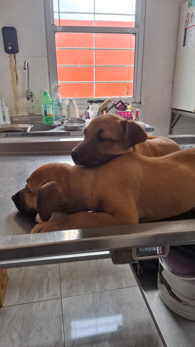 redbicheraof's tweet photo. Los recurran ? rescatada junto a sus nueve hermanos y mamá . Todos estuvieron en pensionado y, con mucho esfuerzo, la mayoría ya encontró hogar 🐾
Hoy solo quedan dos cachorros, una hembra y un macho, esperando su oportunidad.
El tiempo pasa y, aunque no hayan sido adoptados aún https://t.co/8VVsMgdgIX