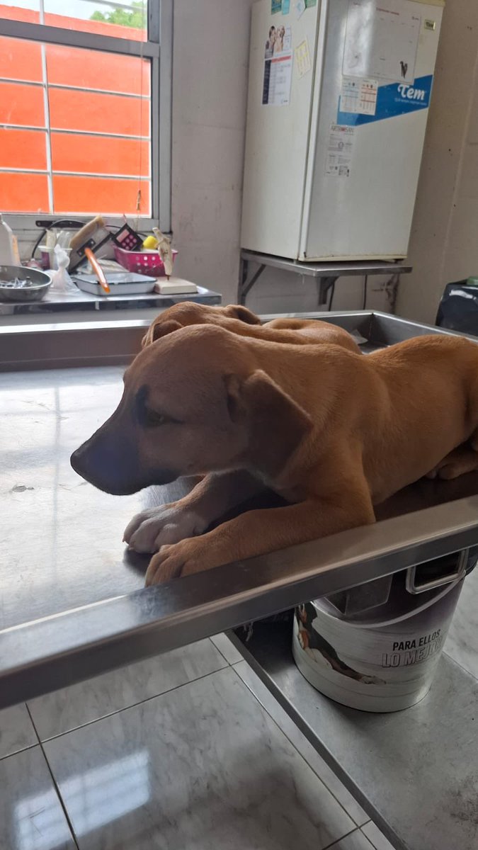 redbicheraof's tweet photo. Los recurran ? rescatada junto a sus nueve hermanos y mamá . Todos estuvieron en pensionado y, con mucho esfuerzo, la mayoría ya encontró hogar 🐾
Hoy solo quedan dos cachorros, una hembra y un macho, esperando su oportunidad.
El tiempo pasa y, aunque no hayan sido adoptados aún https://t.co/8VVsMgdgIX