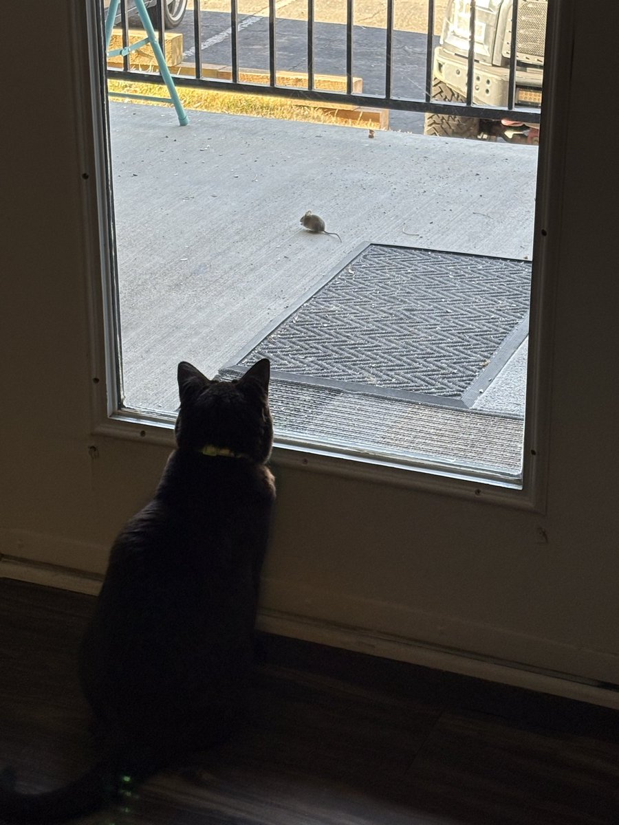 LucysATM's tweet photo. We have a new visitor today and Lucy is absolutely losing her mind 🤣😂🤣 https://t.co/qRxPm2iigp