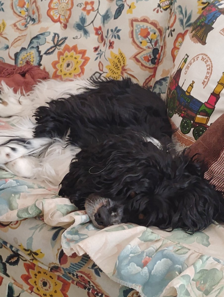 Fifties Rocker tweet media