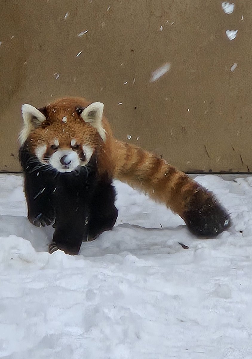 メグ (@megu_shanko) / Posts and Replies / X