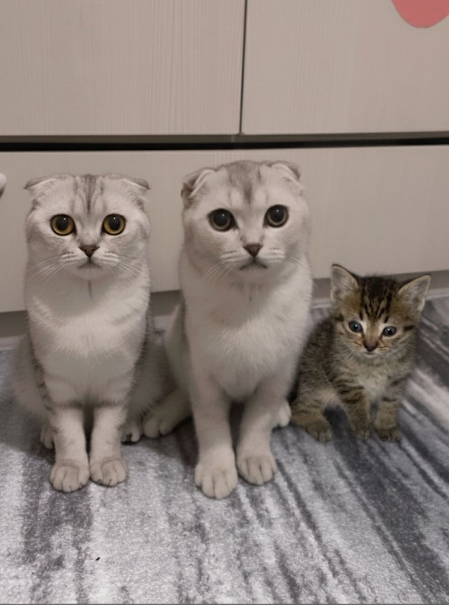 Dora cok guzel bir yuva buldu. Annesi hem onu hem iki bebegini birden sahiplendi ki bebeklerin bir tanesi asiri tekir. Cok sukur ve iyi insanlar iyi ki var. #kedi #yuva #satinalmasahiplen