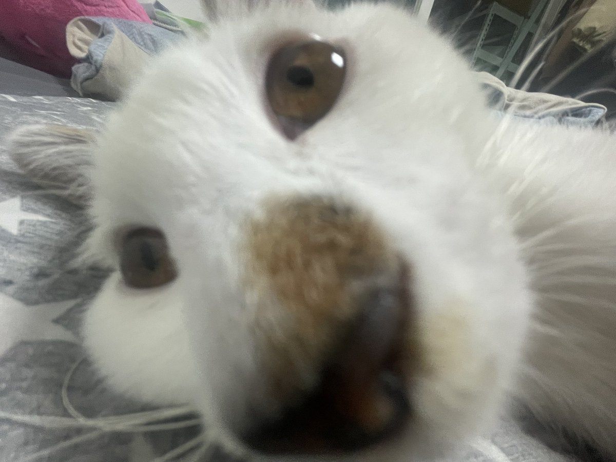 아직까지 안 자는 바람직한 친구들에게 코 큰 순대를 드립니다