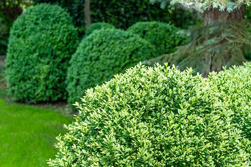 Gardeners_Path_'s tweet image. How to Grow and Care for Boxwood Shrubs - Boxwood shrubs add diversity and interest to any landscape. Learn how to grow and care for them in our comprehensive guide now on Gardener's Path. gardenerspath.com/plants/ornamen… #boxwood #gardening