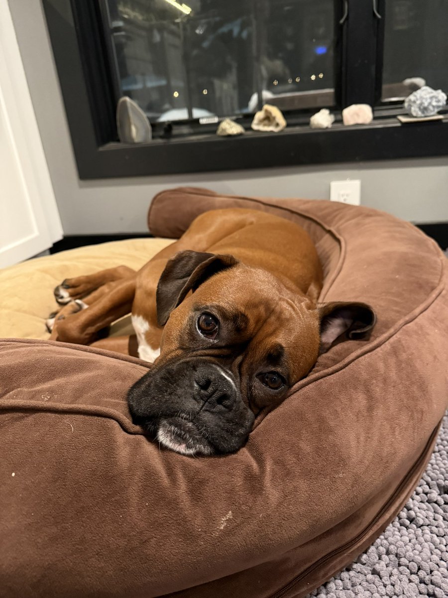 Luna was kind of napping but also keeping an eye out for maybe some treats.  

#boxerpuppy #boxerdogs #boxerlife 
#boxerlovers #boxersrock #boxersoftwitter #boxerdogsoftwitter #dogsoftwitter #dogsofx