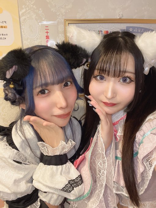 Dolly Catsのツイート