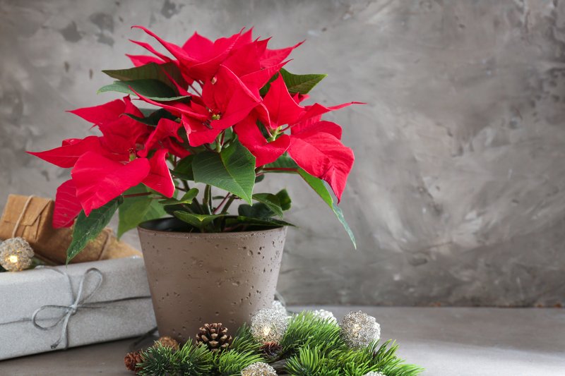 University of Illinois Extension: Poinsettia Care Tips bit.ly/48DqZen