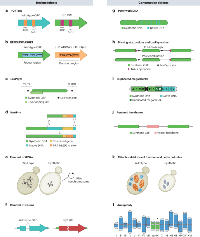 NatureBiotech's tweet photo. Building synthetic chromosomes one yeast at a time: insights from Sc2.0 https://t.co/y1UcVGPOFv https://t.co/Vve1wO3xoG