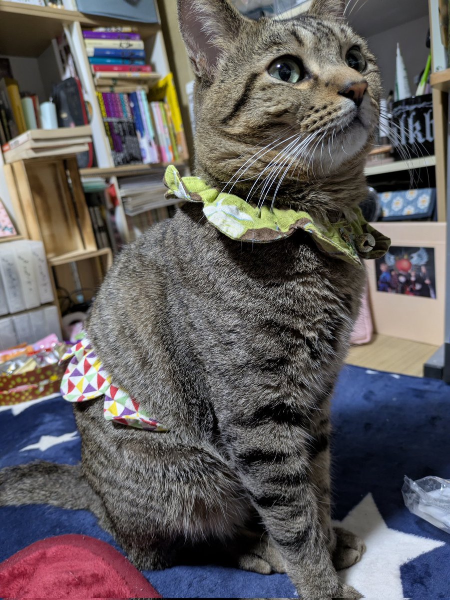 🦋よし子😻💚⋆͛🦋⋆͛«٩(*´ ꒳ `*)۶»💚🦋 (@geena0904) / Posts / X