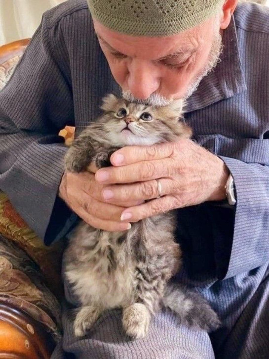 mondemuslims's tweet photo. L'islam nous enseigne à être bienveillants envers les animaux 🐈‍⬛💛🖤 https://t.co/cRywNBRScH