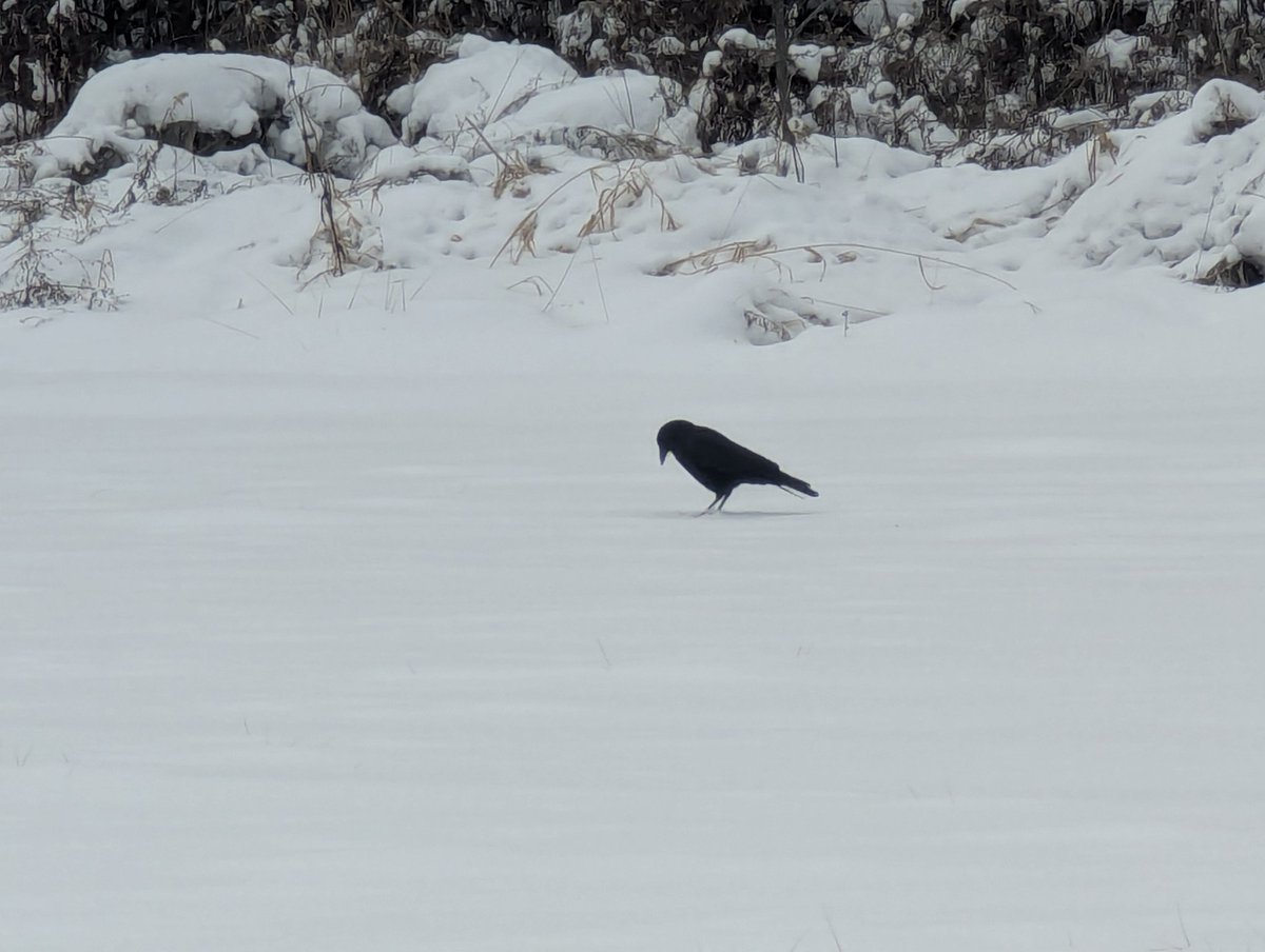 Aahz's other apprentice tweet media