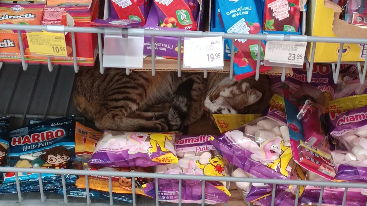 dilaydalottii's tweet photo. cocuk ya da kedi ool hariboyla mutlu oll✨ https://t.co/kVxzgP6vHS