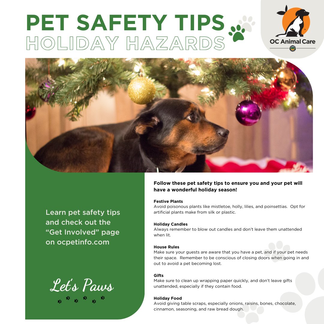 🐾 Let's Paws 🐾 The holidays bring joy to families, but hazards to our pets. Mistletoe, hollies, and other plants are dangerous for our pets, as are candles and other holiday items. Be careful with holiday meal scraps, too!