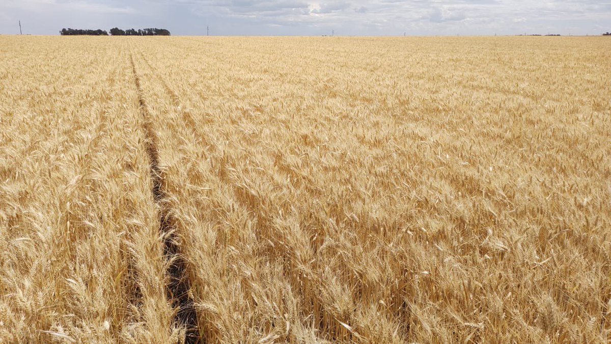 BumperCrop1's tweet photo. Nuevas estimaciones oficiales de la cosecha de trigo 25/26 la ubican ahora en 27,7 millones de toneladas. https://t.co/PX02341aKD