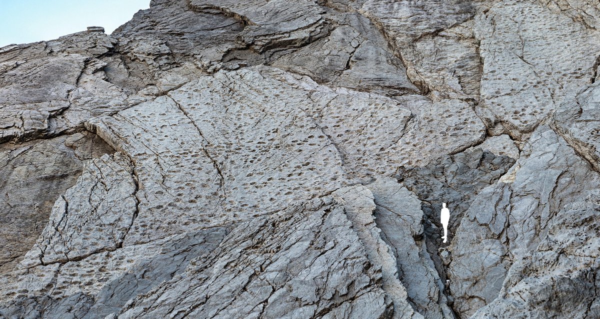 Agenzia_Ansa's tweet image. Scoperte migliaia di orme di dinosauri nel Parco dello Stelvio, lasciate 210 milioni di anni fa da branchi di grandi erbivori #ANSA ow.ly/Gpxo50XJL0o