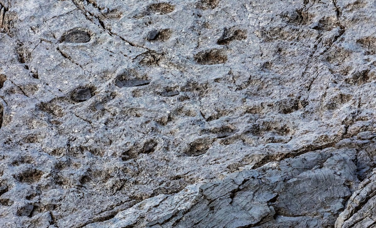 Agenzia_Ansa's tweet image. Scoperte migliaia di orme di dinosauri nel Parco dello Stelvio, lasciate 210 milioni di anni fa da branchi di grandi erbivori #ANSA ow.ly/Gpxo50XJL0o