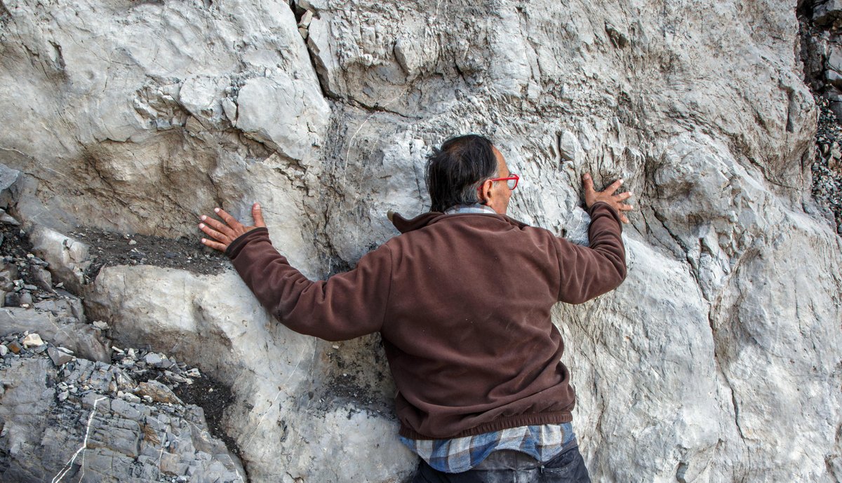 Agenzia_Ansa's tweet image. Scoperte migliaia di orme di dinosauri nel Parco dello Stelvio, lasciate 210 milioni di anni fa da branchi di grandi erbivori #ANSA ow.ly/Gpxo50XJL0o