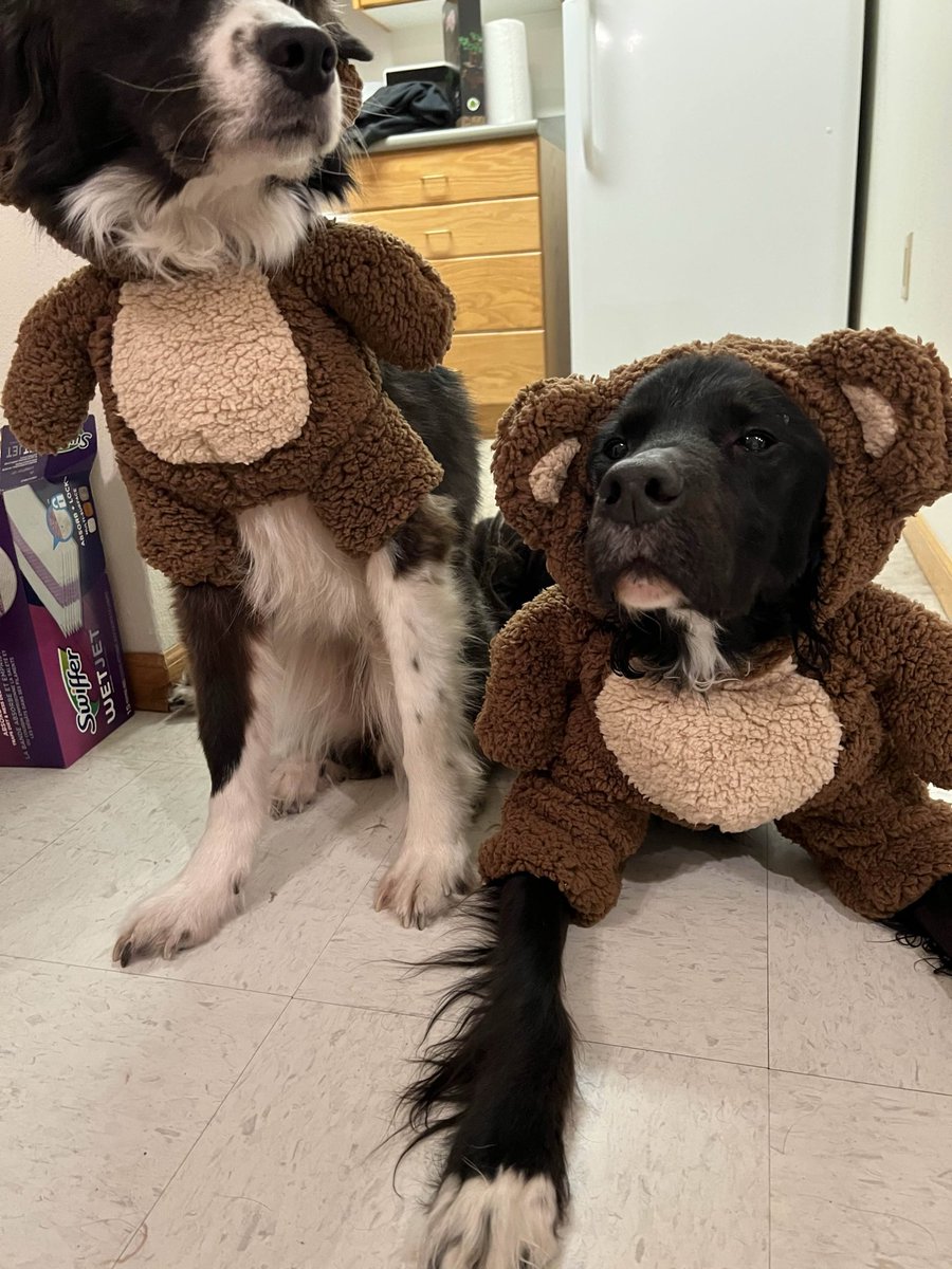 _JustHailey's tweet image. Did I seriously never share these pics from Halloween? More unbearably cute pics in the discord btw! Community nights, more giveaways, movie nights, and lots of cozy chaos! (/JustHailey)