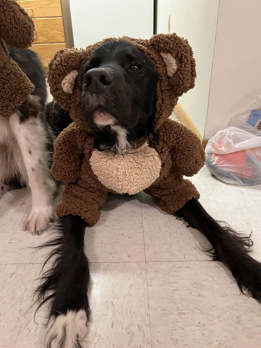 _JustHailey's tweet image. Did I seriously never share these pics from Halloween? More unbearably cute pics in the discord btw! Community nights, more giveaways, movie nights, and lots of cozy chaos! (/JustHailey)