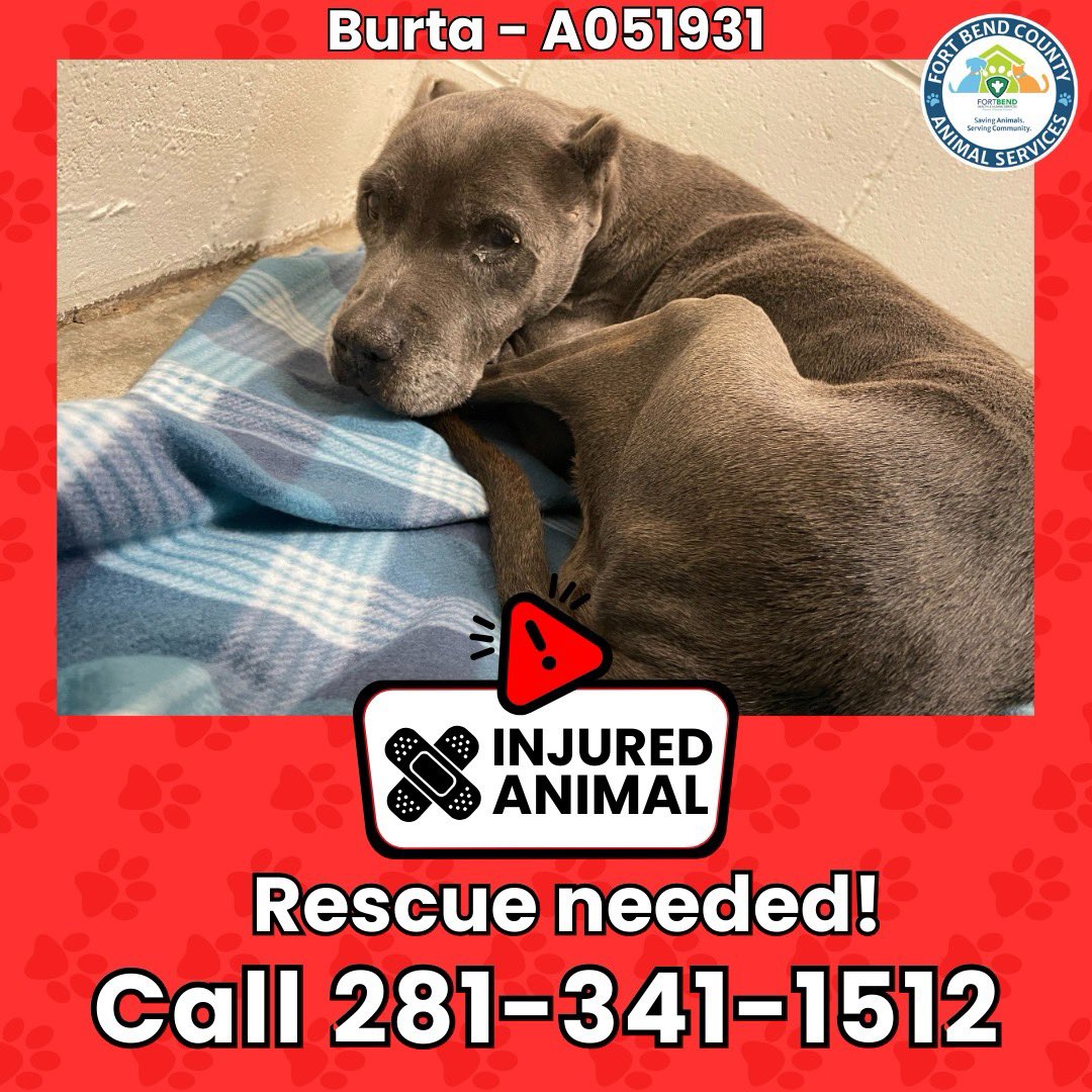 Fort Bend Animal Services tweet media