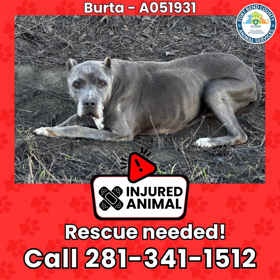 Fort Bend Animal Services tweet media