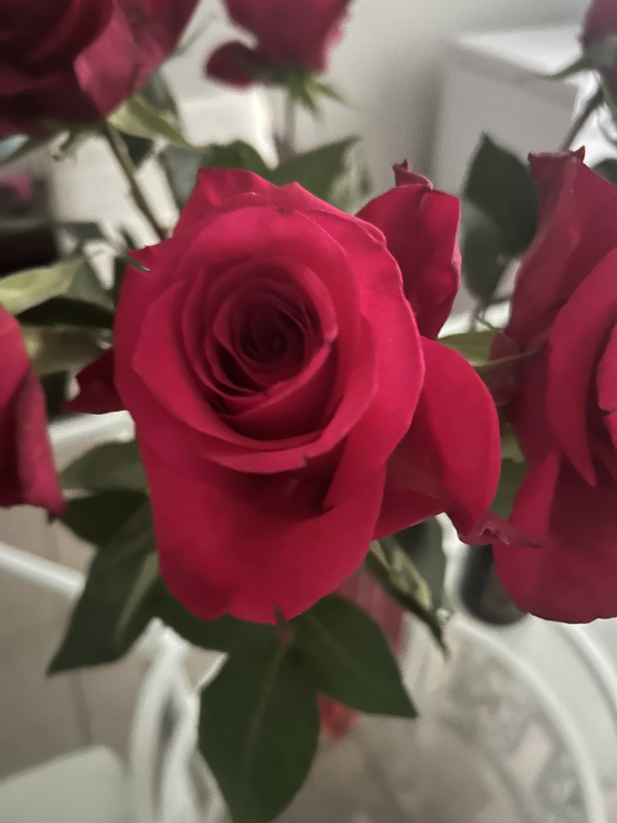 Jmax_Mor's tweet photo. #Rosa
#flowerphotography 
#love https://t.co/NxlDF6lYSO