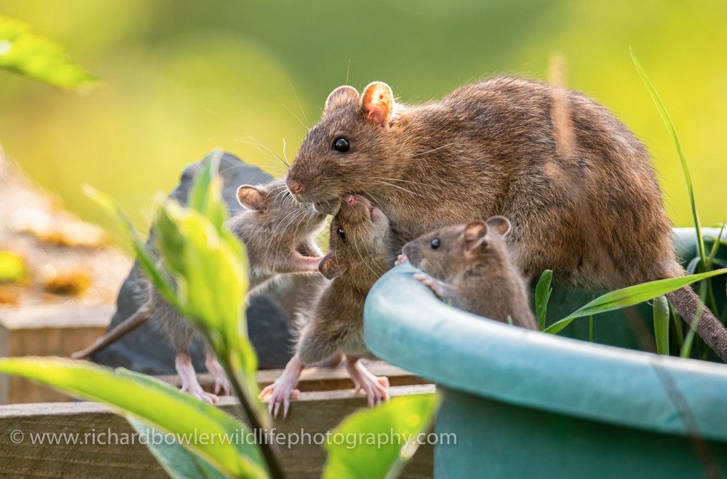 RichardBowler1's tweet image. After seeing a rather disturbing video of a certain North Wales farmer beating to death a trapped rat in a feed bin with a sauce pan for clickbait. I thought I'd show the other side of rats, caring and intelligent, if only we took the time to observe.