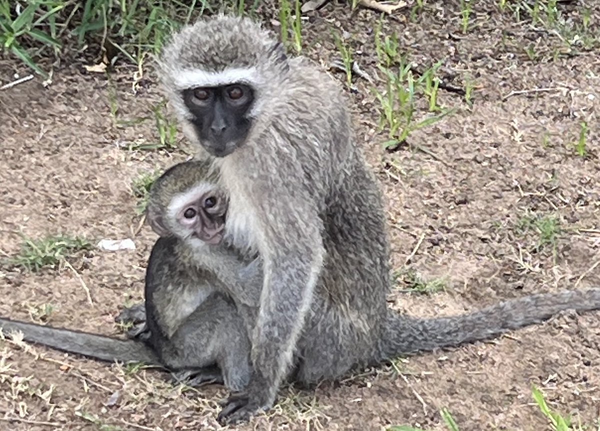 Mama ist die Grösste ….  (Affen-Nachwuchs am Strand der Hafenstadt Durban, die sich in den nun dort beginnenden Sommerferien dank zehntausender Urlauber zur « Badewanne Südafrikas » entwickelt…)