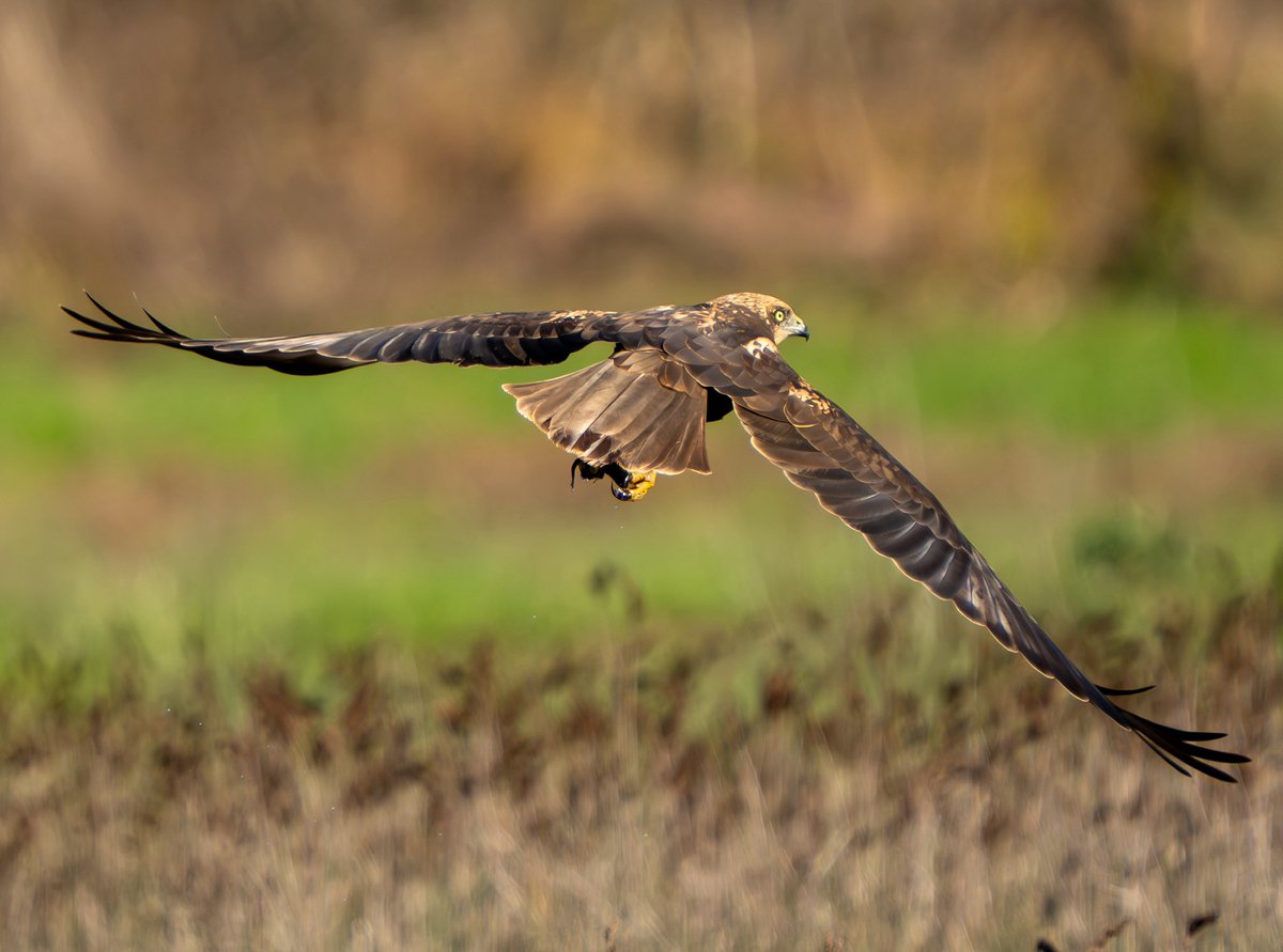 Ali_COBANOGLU_'s tweet photo. Adını ve kendisini çok sevdiğim bana göre asiliği ve özgürlüğü en iyi temsil eden yırtıcılardan… 

KIZIL TUYGUN 
Sony A1 - Sony 200-600 mm
#1x #sonyalpha #sonyalphatr  #ebird #cornellbirds #trakus_org @trakus_org @cornellbirds @team_ebird #marshharrier #westernmarshharrier https://t.co/6LPKxvKDPH