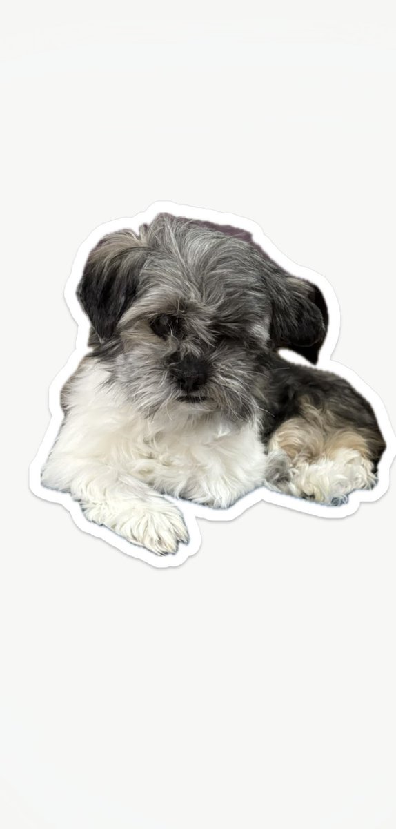 myrna217's tweet photo. Izzy! ❤️🐾🥰 https://t.co/P6oFfjCGim