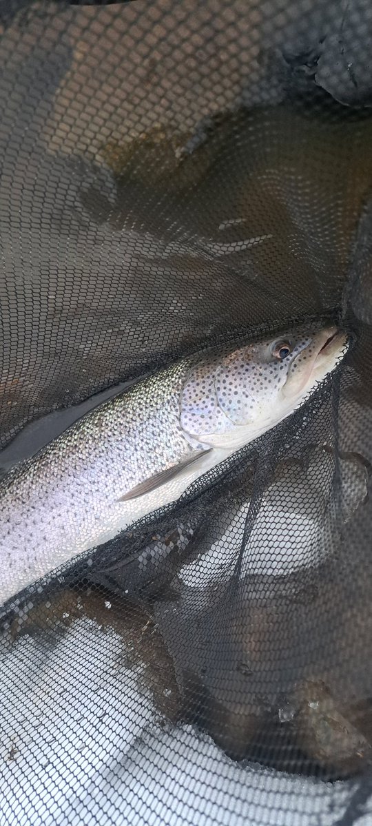 viphage's tweet image. 開始20分で来たわ⁉️やっぱ雪が積もったり熔けたりの繰り返しで水温が下がったのが良かったかも知れない。#がまかつ#サーモンロッド#渓流釣り#イトウ#北海道#北海道#本流延べ竿釣り#積雪