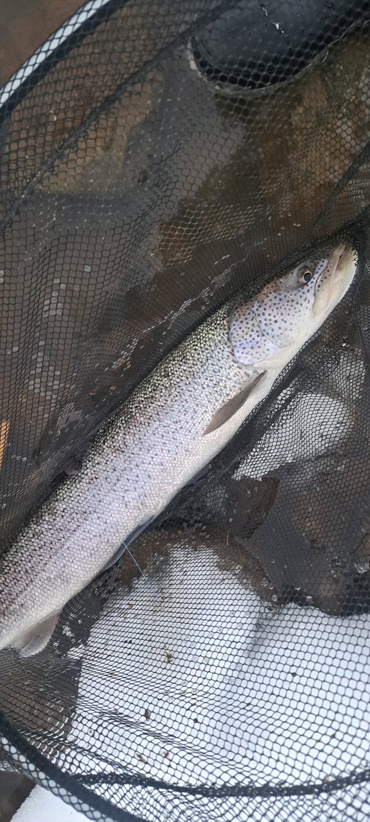 viphage's tweet image. 開始20分で来たわ⁉️やっぱ雪が積もったり熔けたりの繰り返しで水温が下がったのが良かったかも知れない。#がまかつ#サーモンロッド#渓流釣り#イトウ#北海道#北海道#本流延べ竿釣り#積雪