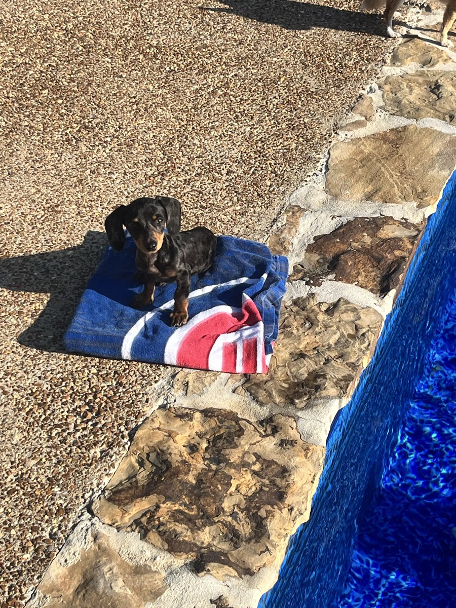 jgrant999's tweet photo. @ARizzo44 just saw your Farmer’s Dog commercial and loved it and your Dachshund! We have a miniature Dachshund and named her Wrigley! 😎 https://t.co/y4NHf49TVC
