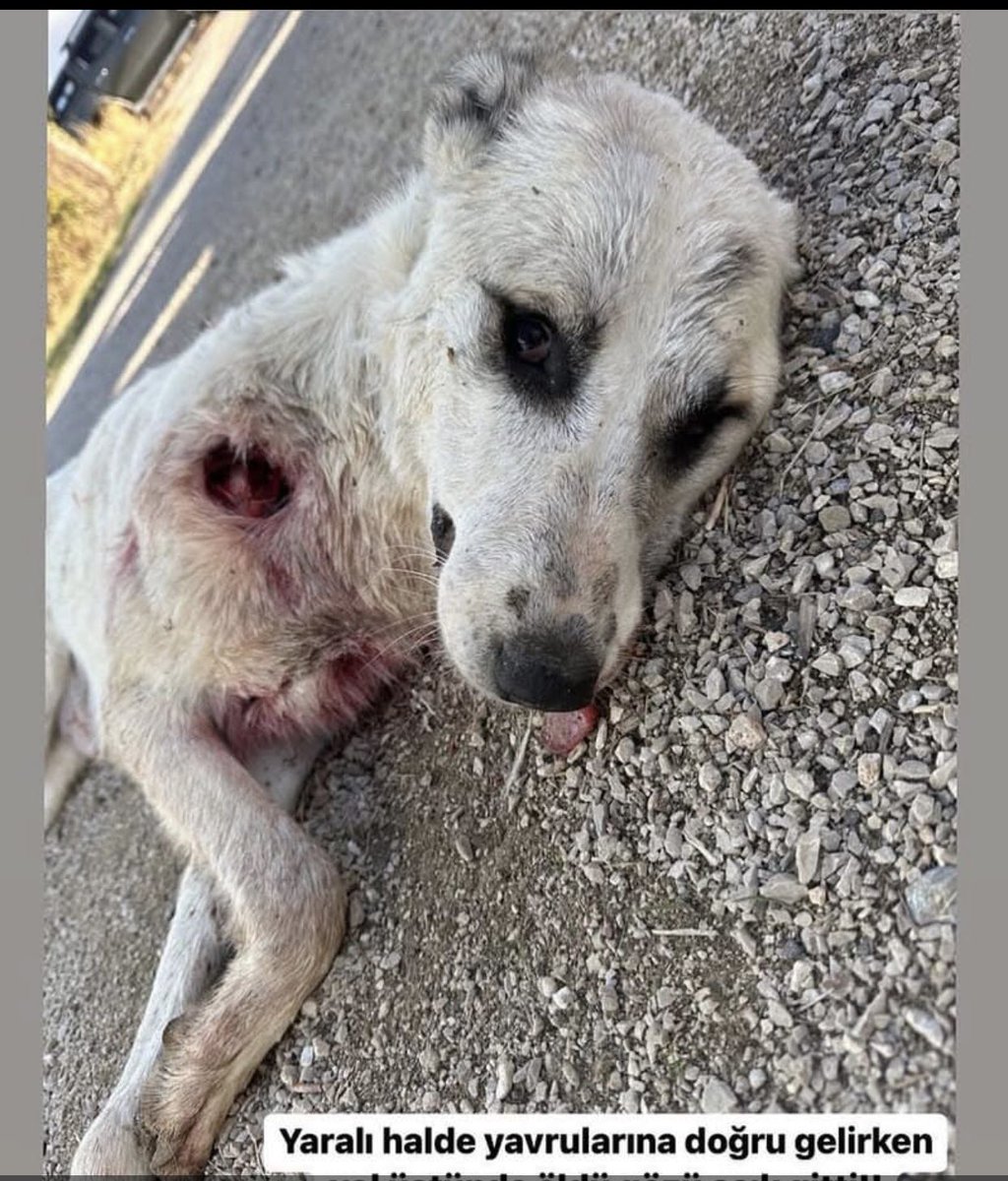 Bu 7 yavrusu olan bir anne,vuruldu.Yaralı halde yavrularına doğru koşmaya çalışırken yolun ortasına yığıldı kaldı gözleri açık gitti “katil olay yerine gelerek”köpekler tehlikeli toplatılsın!”dedi.KÖPEKLER tehlikeli diyen biri yedi yavrulu anneyi öldürdü #ZulmeOrtakOlmayacağım