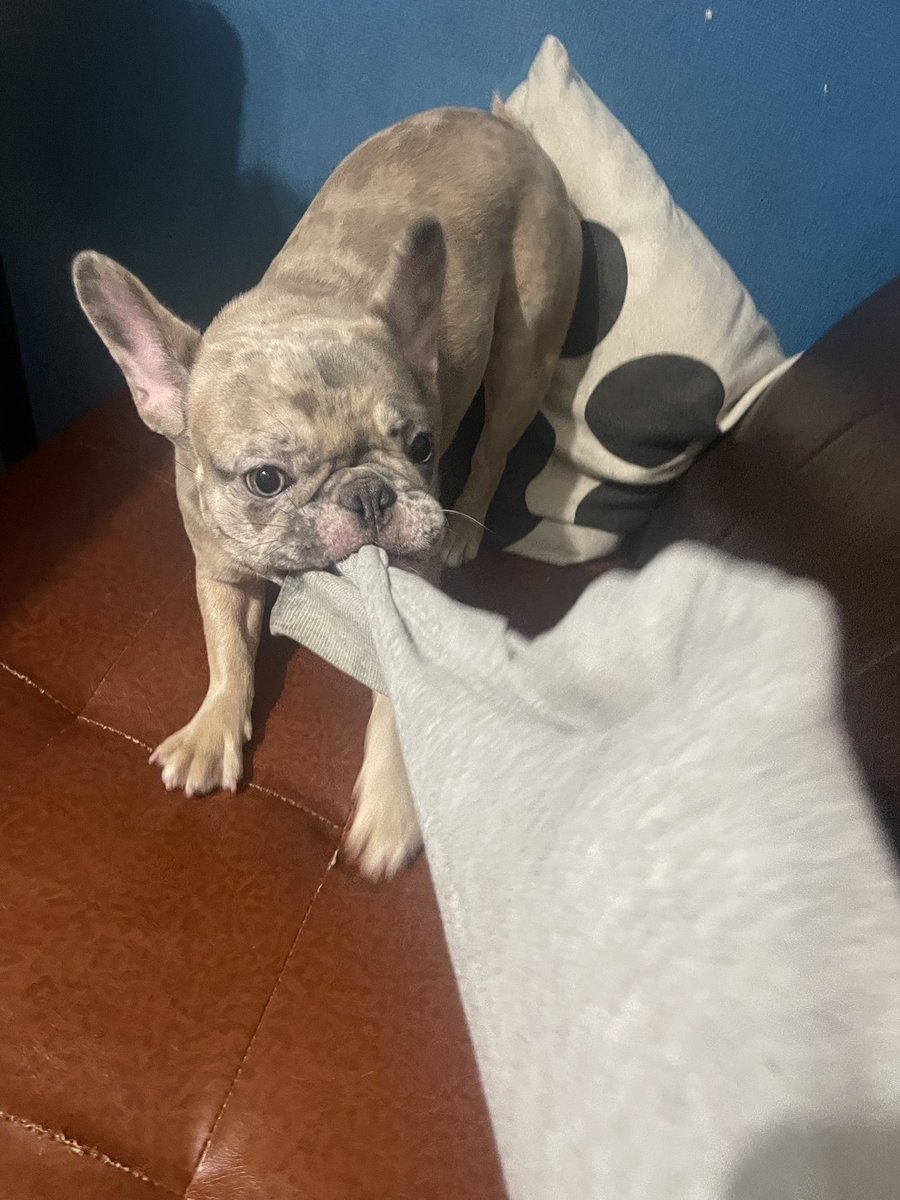 犬洗い職人 tweet media