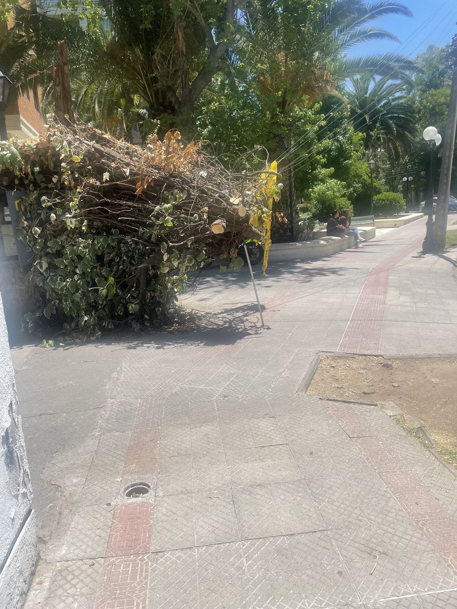 tpavezm's tweet photo. ⁦@Muni_provi⁩ , buenas tardes, por favor a quien corresponda, hace aprox un mes que está este árbol arriba de los cables , a un costado del edificio de Román Díaz 205, por cuya vereda circulan niños https://t.co/u15bfhlknd