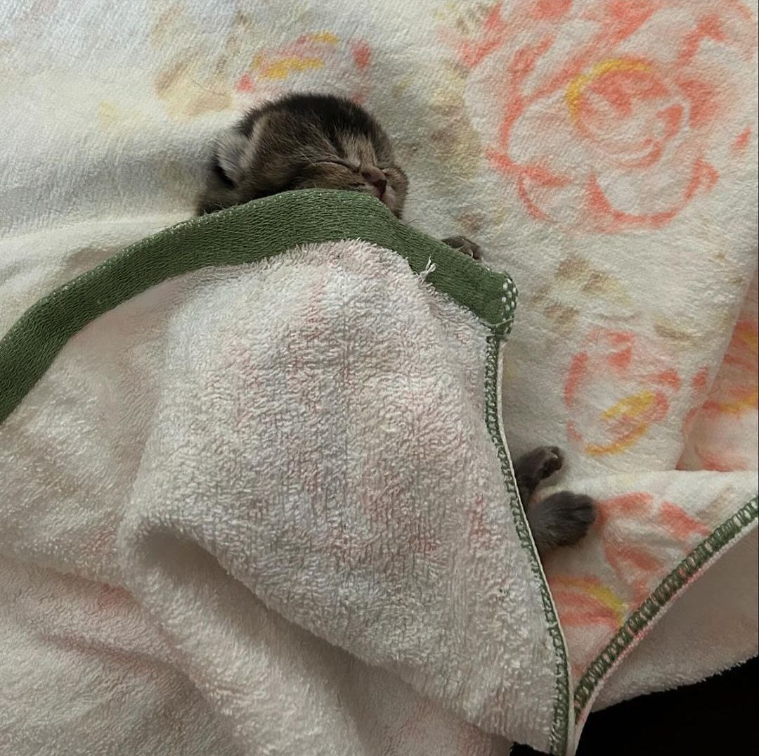 Punch Cat (@punchingcat) on Twitter photo 