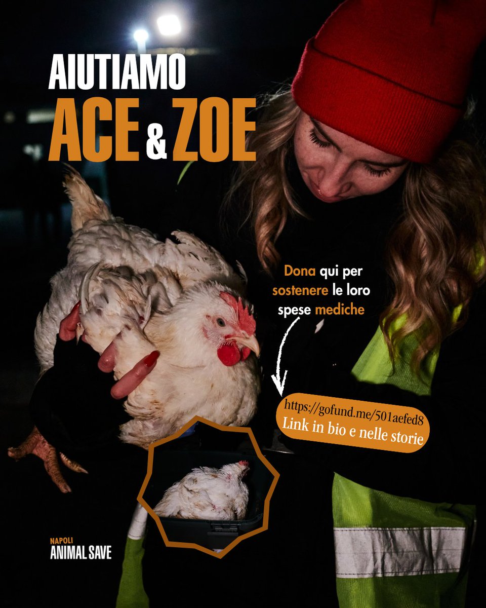 SaveNapoli's tweet image. Durante la veglia di stamattina, siamo riuscitɜ a far uscire Ace e Zoe dal mattatoio “Il Ruspante”, situato a Melito di Napoli. 

Per aiutarci a sostenere le loro spese mediche, ti invitiamo a farci una donazione: gofund.me/501aefed8 🔗

#Antispecismo #Attivismo #GoVegan