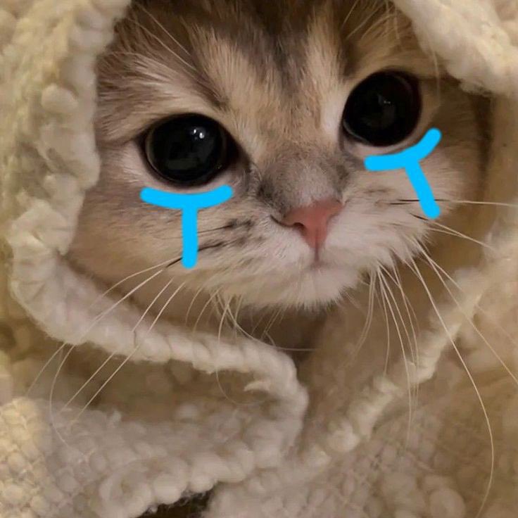 ต๋าจู . _ . tweet media