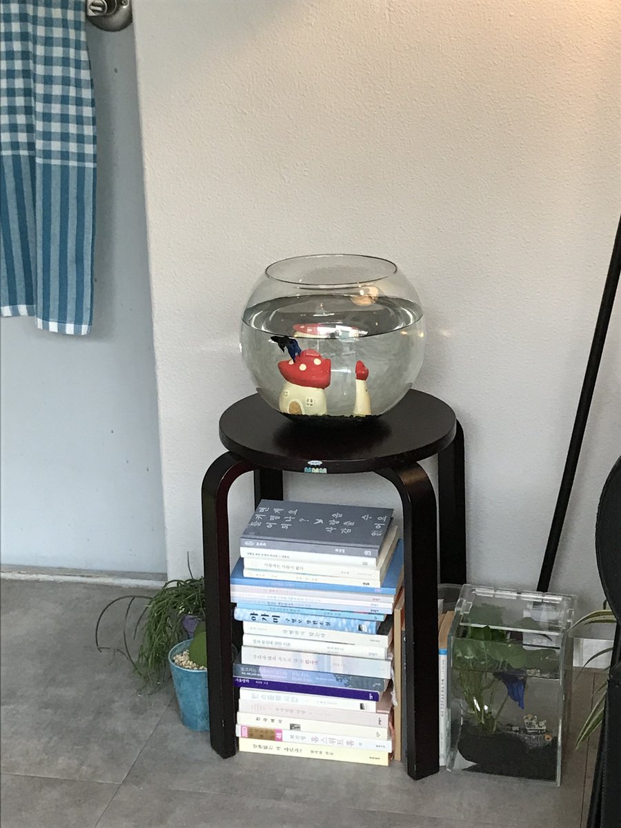 매실에이드랑 고구마푸딩이 맛있는 .•♥