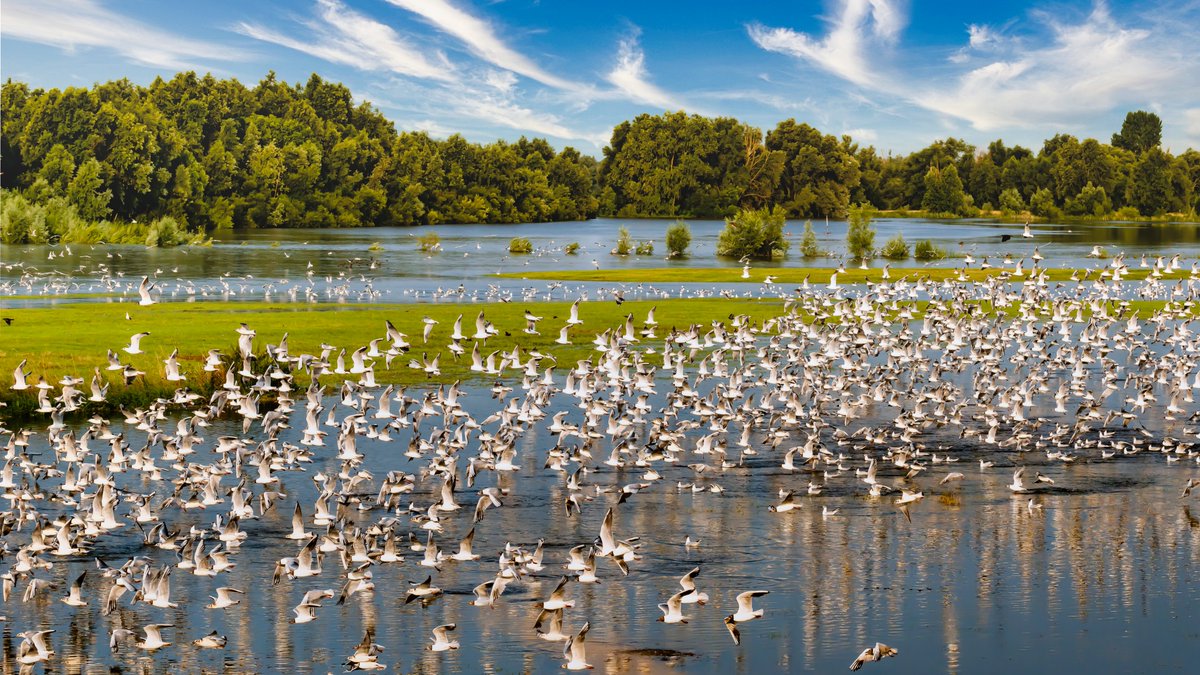 Z6Focus's tweet image. Gathering of #gulls
picfee.com/nl/fotograaf/Z…