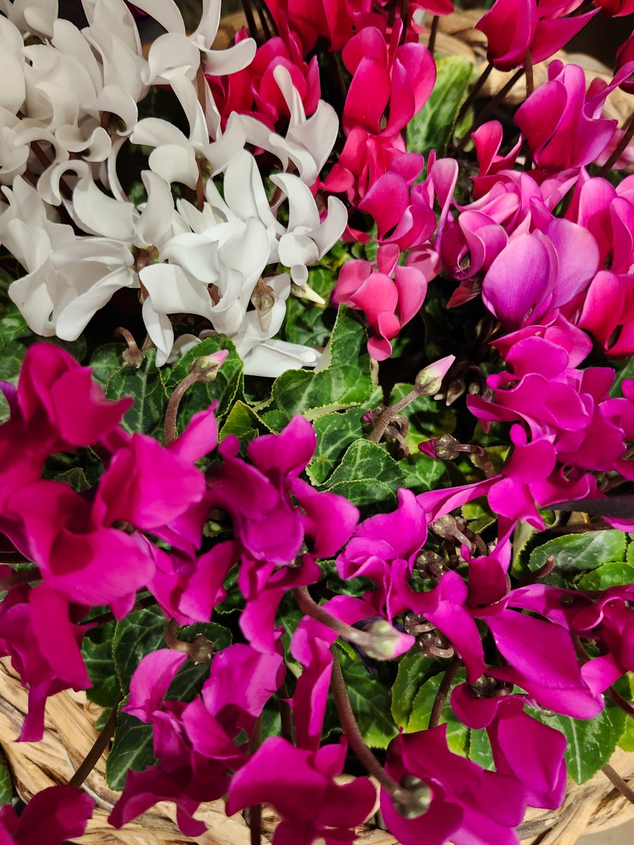 はなはな (@hana1239hana9) / Posts / X